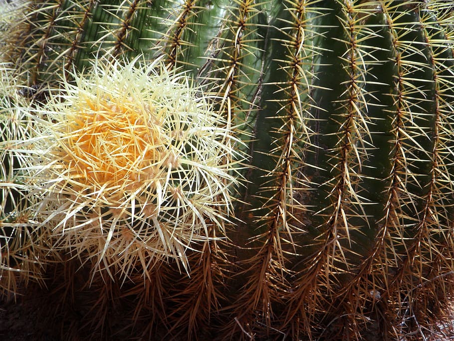 Ball Cactus, Close, Thorns, Spur, green, cactus greenhouse HD wallpaper