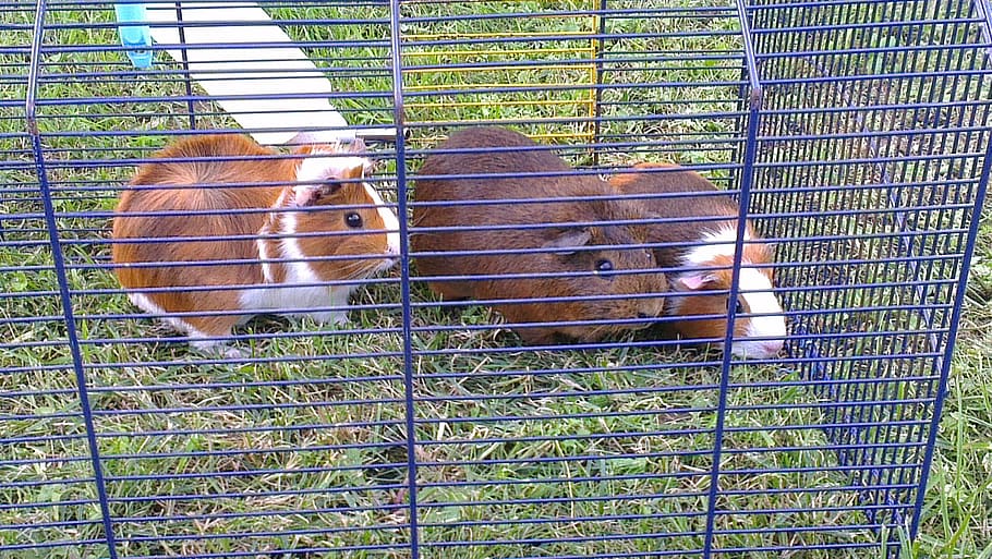favourites, guinea pig, outdoors, animal themes, mammal, pets