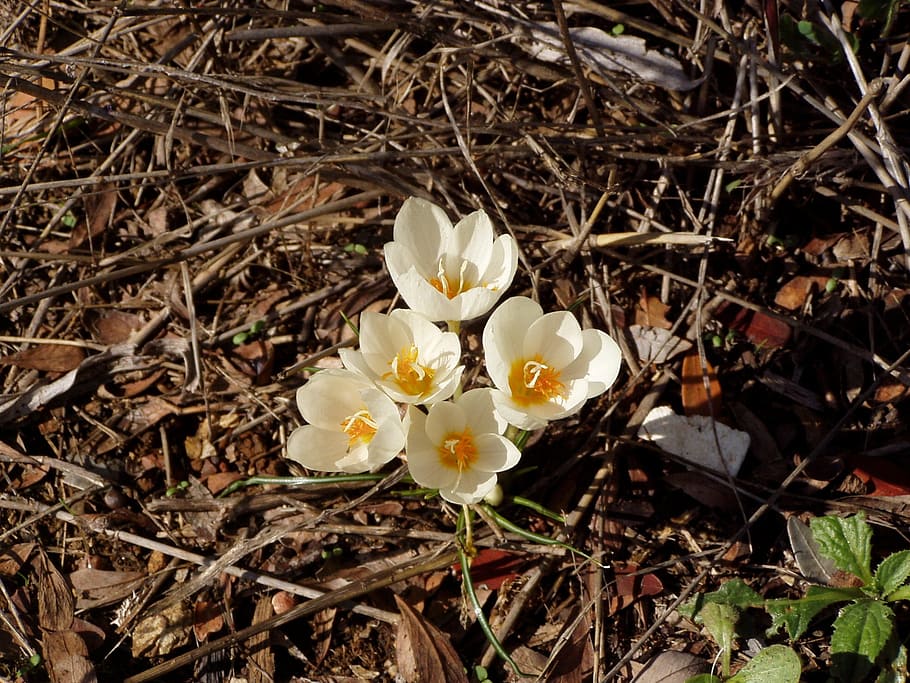 crocus, yellow, flower, spring, flowering plant, petal, fragility HD wallpaper