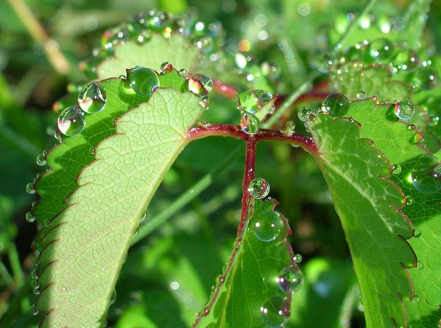 foliage, drop, nature, dew, plant part, leaf, green color, growth HD wallpaper