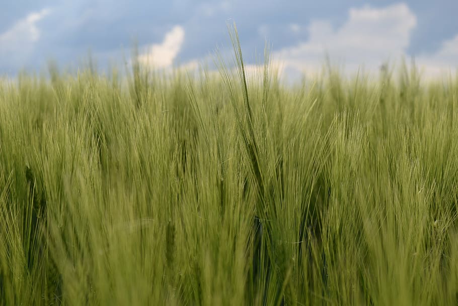 background, color, blue, green, green wheat, wheat field, spring HD wallpaper