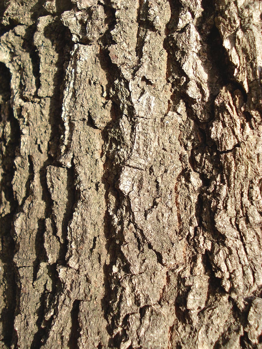 bark, wood, background, texture, brown, pattern, wooden, material HD wallpaper