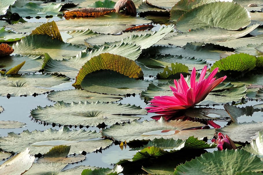 flower, lotus, summer, flowering plant, water lily, beauty in nature HD wallpaper