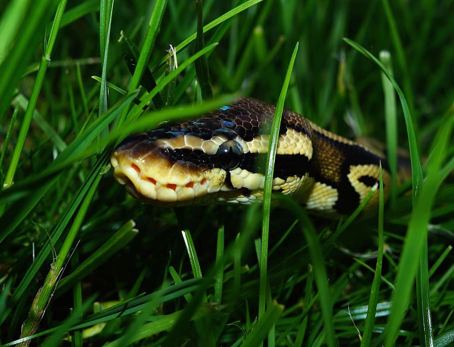 Snake, Ball Python, Garden, Camouflage, foraging, python regius HD wallpaper