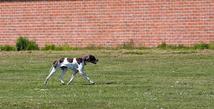 english pointer, dog, hunting, canine, pet, animal, green, grass HD wallpaper