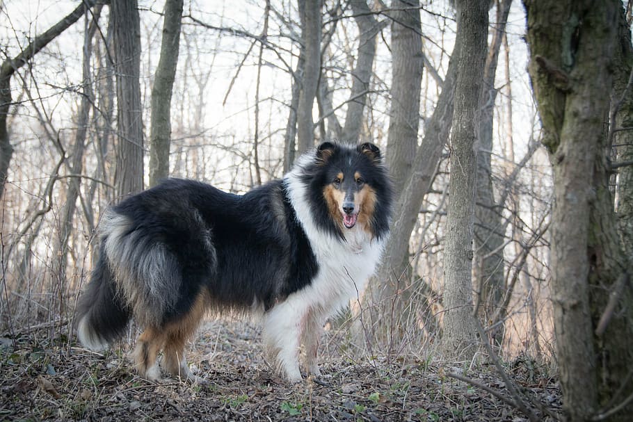 long-coated black and white dog underneath bare trees taken at daytime HD wallpaper