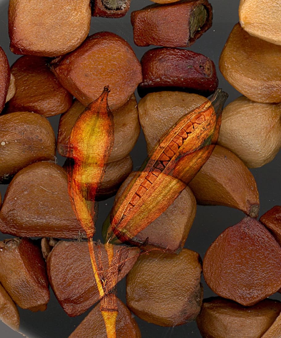 seed, lily, yellow, marsh, plant, aquatic, waterlily, food and drink HD wallpaper