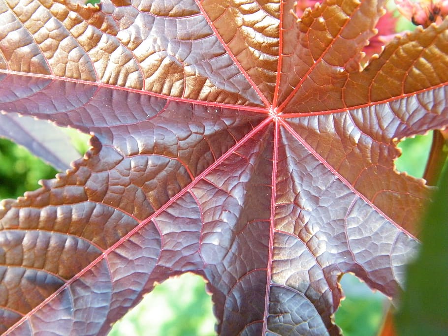 maple, leaf, red, close-up, plant part, leaf vein, day, growth HD wallpaper