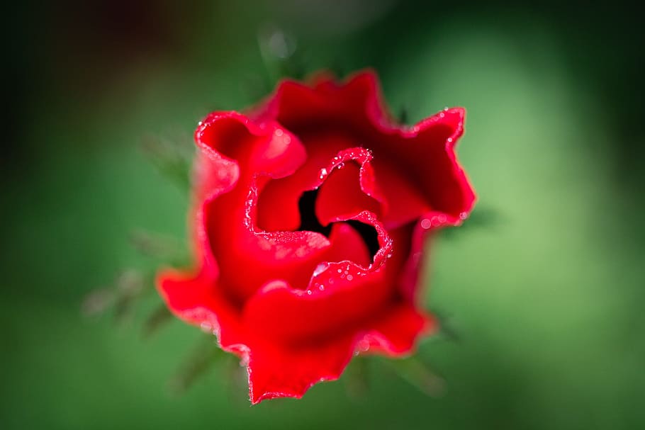 flower, nature, flora, leaf, rose, macro, red, zoom, flowering plant HD wallpaper