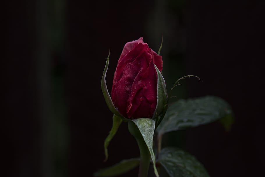 selective focus photography of red rose, red rose flower, bud HD wallpaper