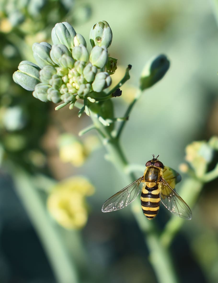 bee, flower, broccoli, garden, nature, insect, invertebrate HD wallpaper