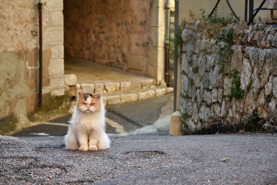 medium-coated beige cat, grumpy cat, kitty, animal, feline, pet, HD wallpaper