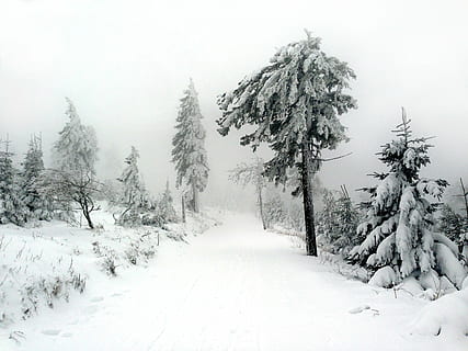 path during snowstorm, winter, tree, bush, nature, wintry, fog HD wallpaper