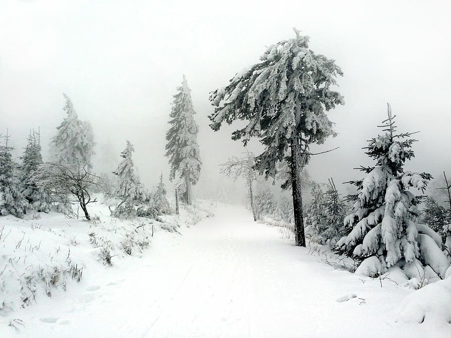 path during snowstorm, winter, tree, bush, nature, wintry, fog HD wallpaper
