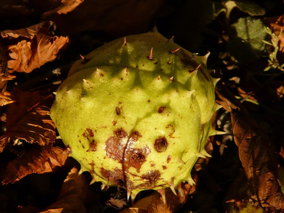 chestnut, buckeye, fruit, concerns, ground, collect, autumn HD wallpaper