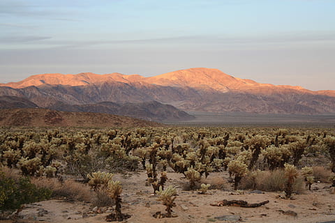 HD wallpaper: california, desert, joshua, national, park, tree ...