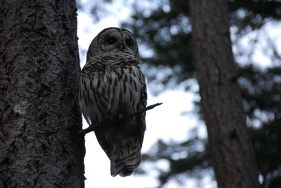owl, bird, tree, nocturnal, perched, predator, avian, carnivore HD wallpaper