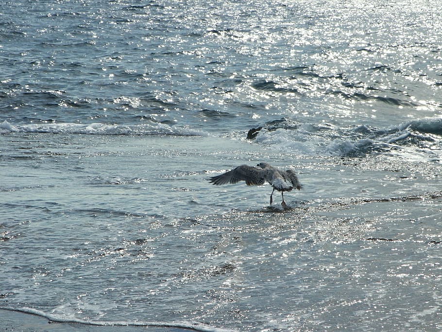 Seagull, Bird, Sea Gull, animal themes, one animal, no people HD wallpaper
