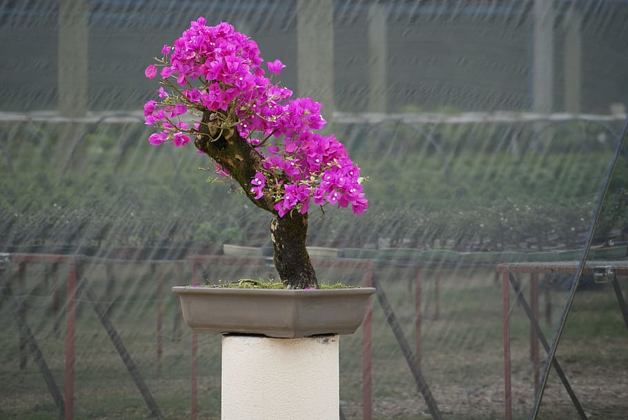 bonsai, flying, tree, plant, miniature, dream, trunk, small HD wallpaper