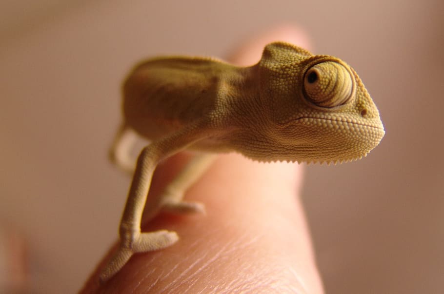 chameleon on persons index finger, yemen chameleon, reptile, green, HD wallpaper