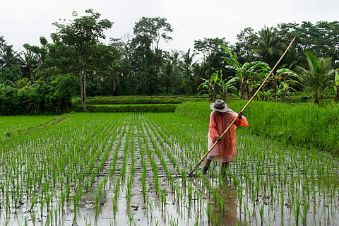 rice fields on a rainy day, person standing on rice field, ricefield HD wallpaper
