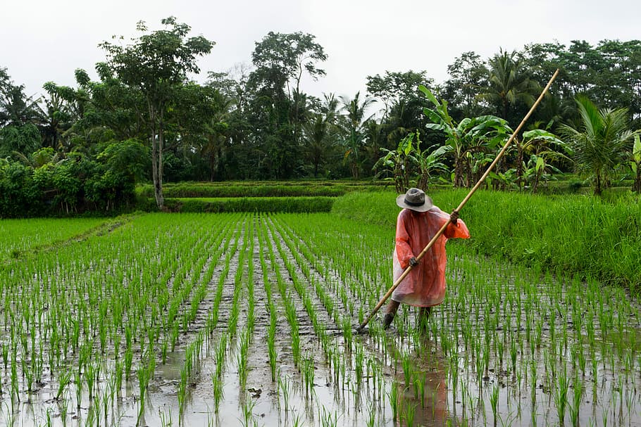 rice fields on a rainy day, person standing on rice field, ricefield, HD wallpaper