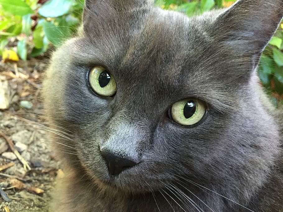 Cat, Gray, Kitty, Pet, Eye, Animal, grey, cute, domestic cat HD wallpaper