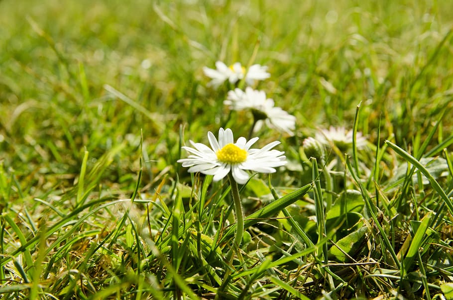 daisies, grass, summer, spring, denmark, flowers, lawn, flowering plant HD wallpaper
