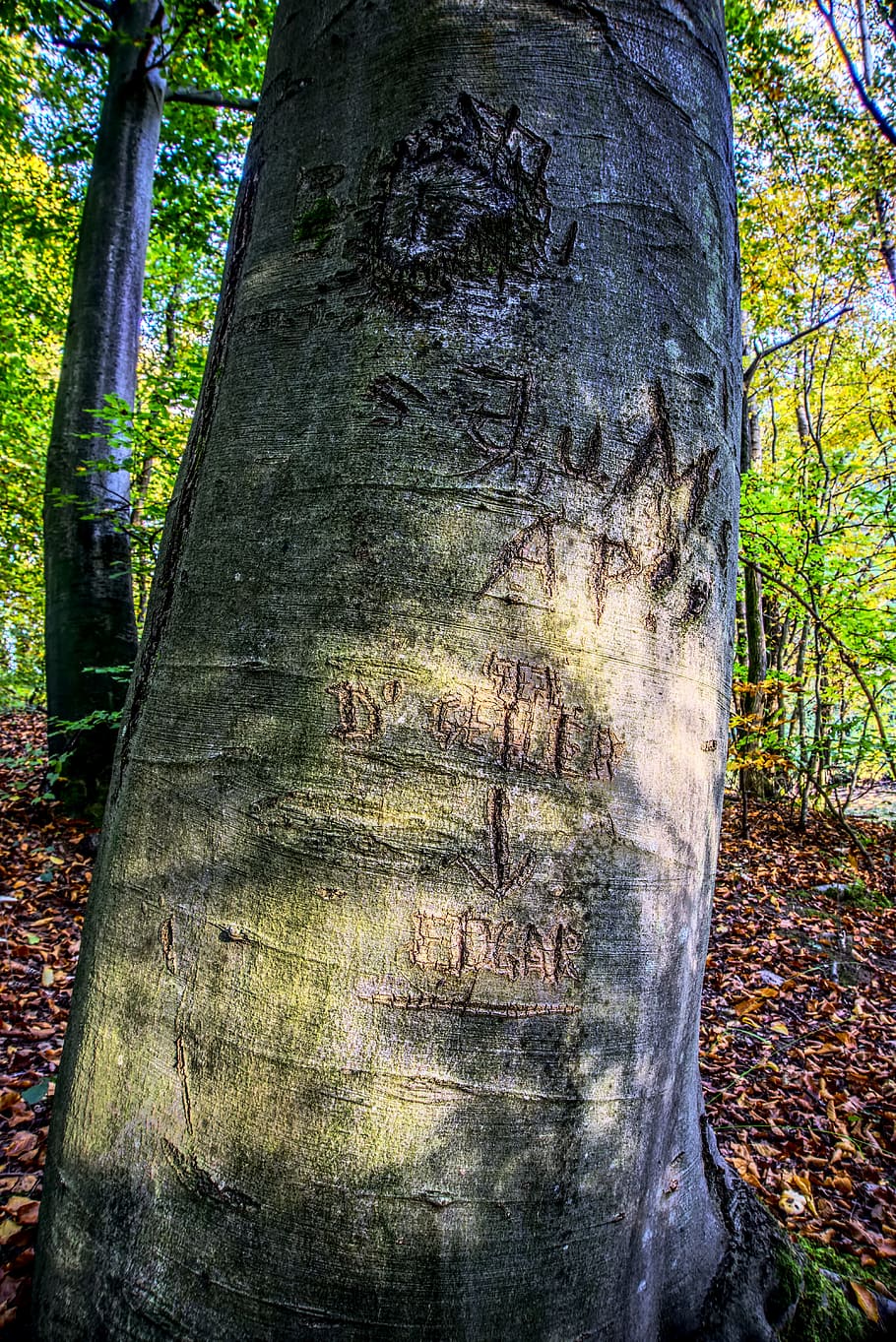 log, initials, bark, section, carving, painting, hdr, high dynamic range HD wallpaper