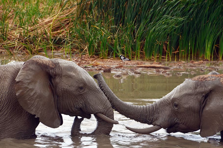 africa, elephant, african bush elephant, water, pachyderm, wildlife photography, HD wallpaper