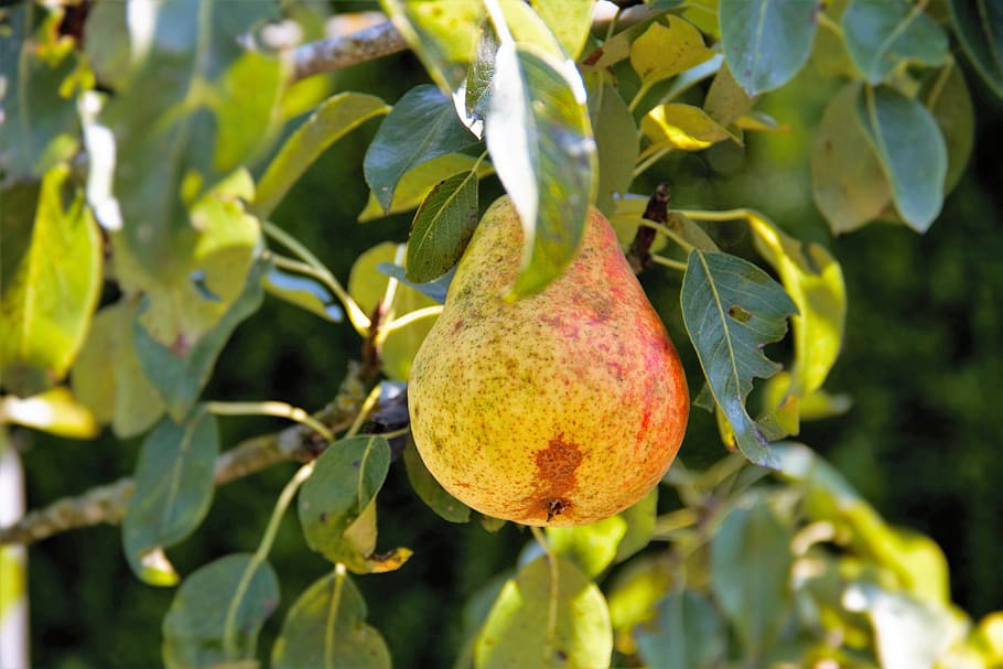 pear, pear tree, nature, fruit, dessert, delicious, healthy HD wallpaper