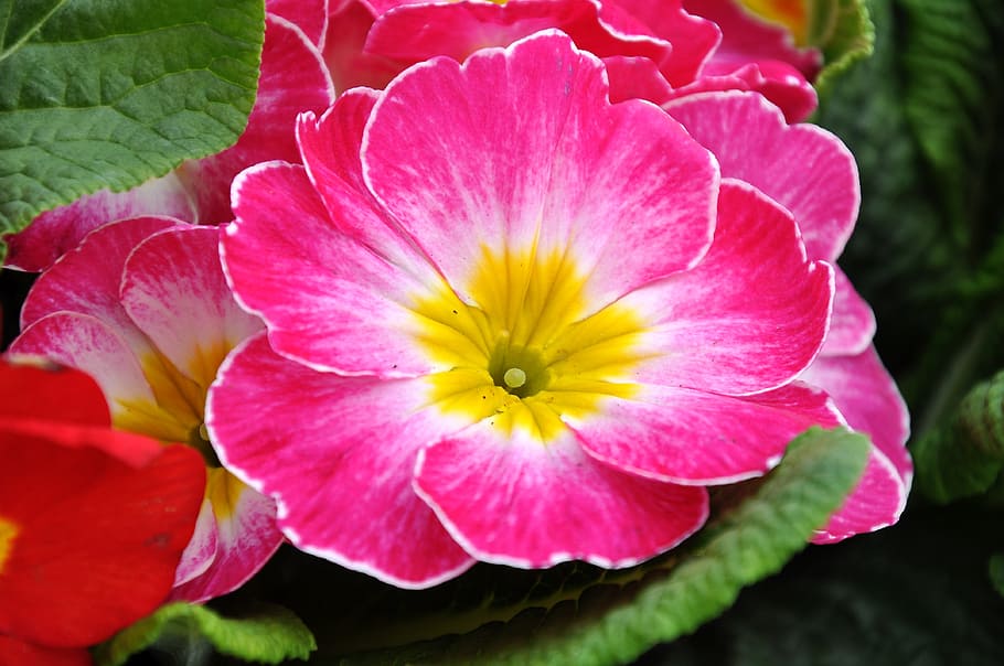 close up photography of pink and yellow petaled flower, primrose HD wallpaper