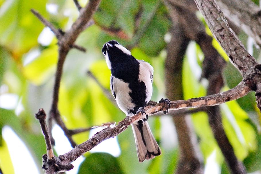 great tit, tiny bird, active bird, energetic bird, fly, birds HD wallpaper