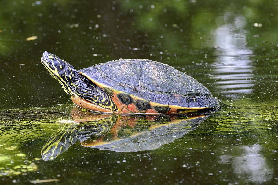 florida, rotbauch, eared, marsh turtle, pond, reptile, water creature HD wallpaper
