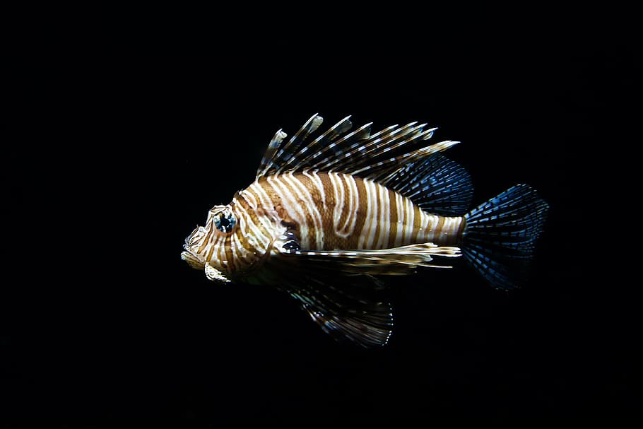brown and blue sea fish, nature, animal, lionfish, wildlife, zoo