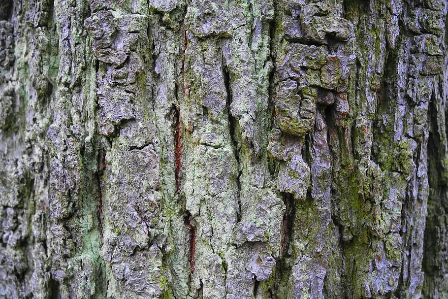 bark, tree, nature, wood, tree bark, strain, trunk, the bark of the tree, HD wallpaper