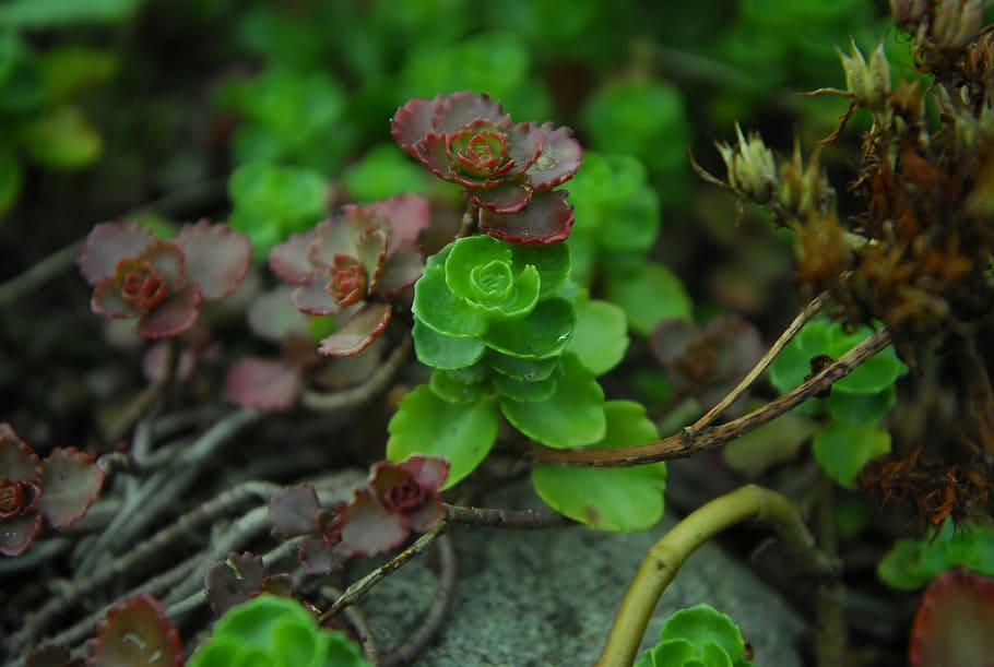 nature, leaf, plant, eating, at the court of, garden, flower HD wallpaper