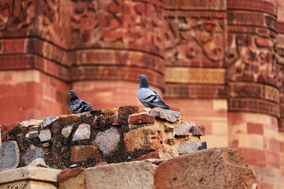 old, wall, architecture, stone, brick, travel, bird, sky, fly HD wallpaper