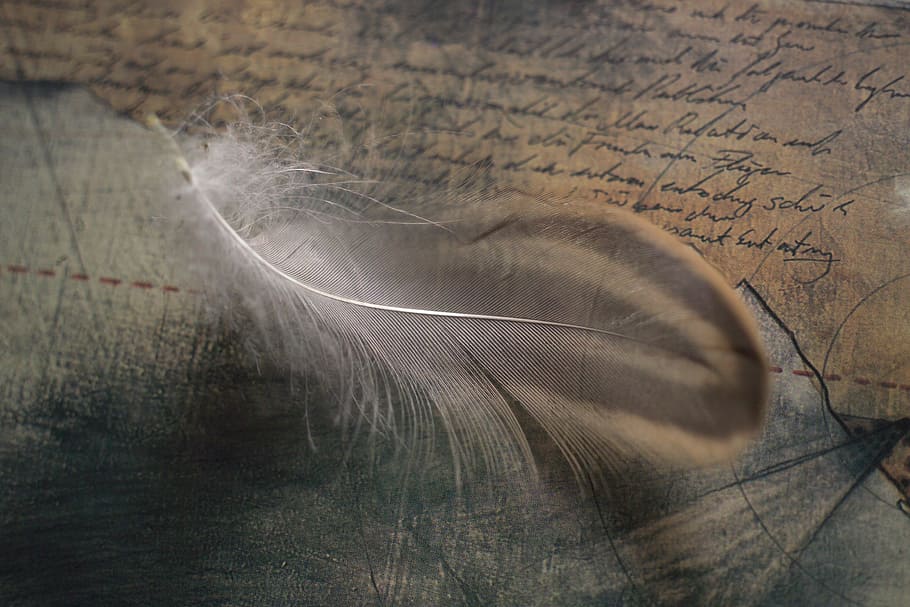 black feather, spring, ease, symbol, bird feather, no people HD wallpaper