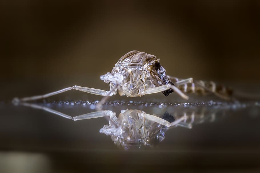 mosquito, exoskeleton, cocoon, insect, macro, close-up, studio shot HD wallpaper