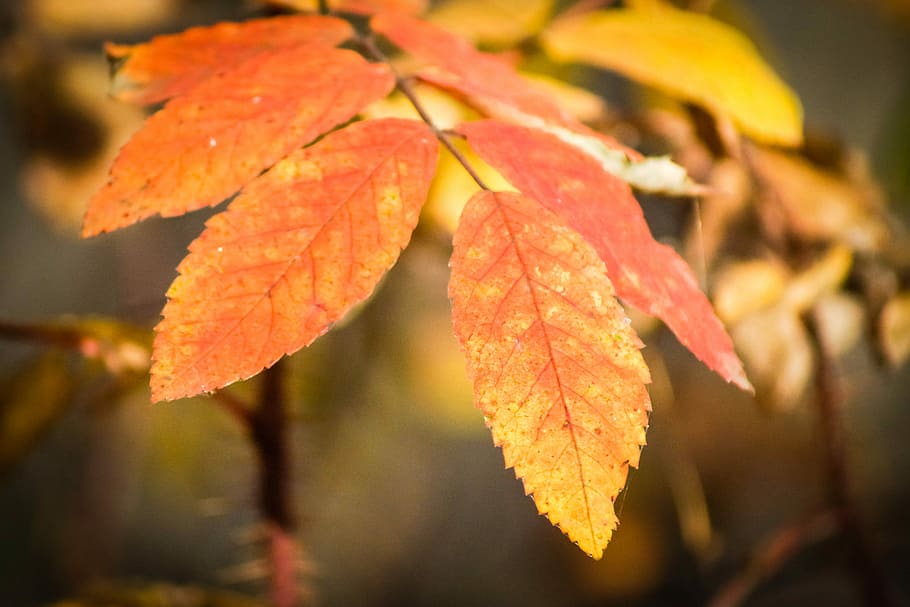 Leaf, Autumn, Fall, Nature, Plant, orange, yellow, branch, autumnal HD wallpaper