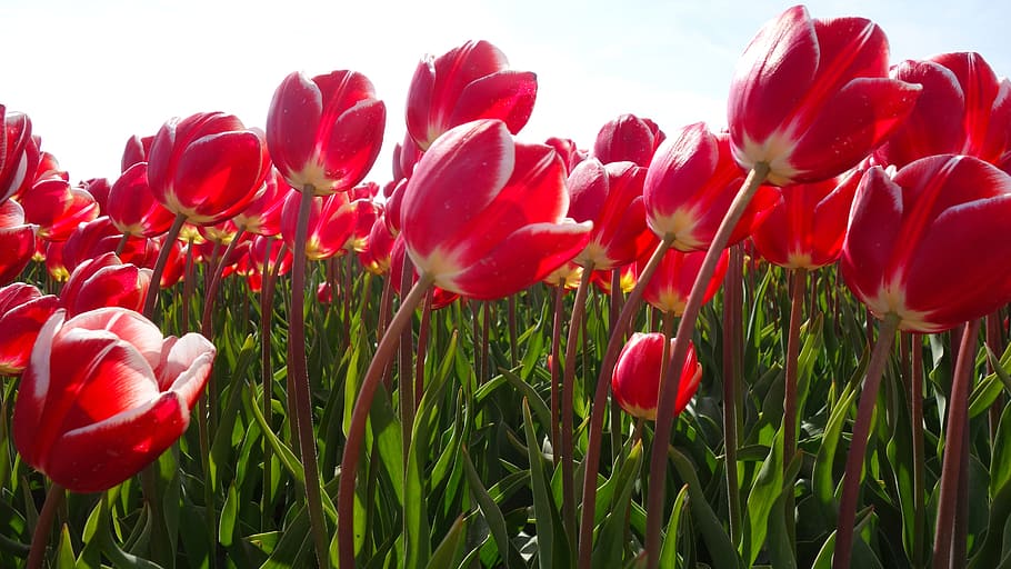 tulips, bulbs, spring, holland, tulip fields, flower, netherlands HD wallpaper