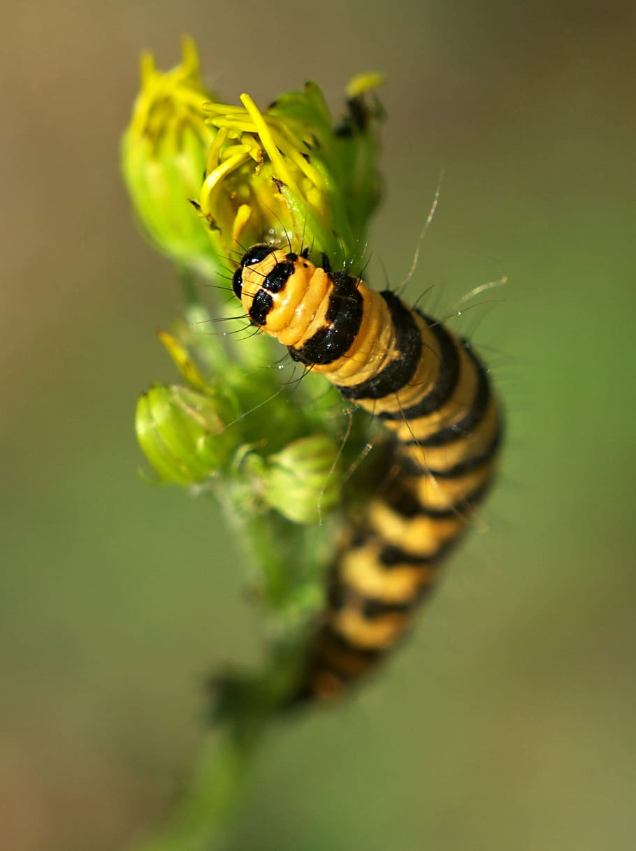 Macro, Larva, Insect, Butterfly, Close, color, nature, one animal HD wallpaper
