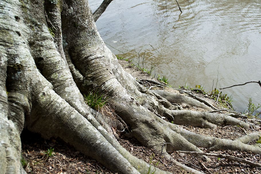 tree, water, root, nature, spring, green, environment, trunk HD wallpaper