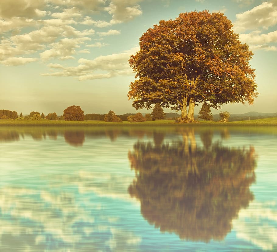 tree, meadow, lake, clouds, mirroring, reflection, beech, age HD wallpaper