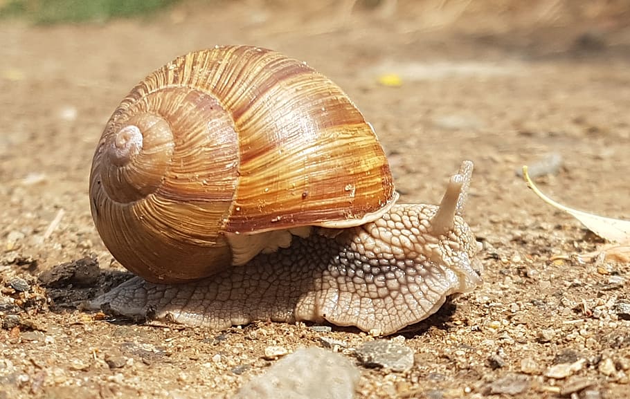 snail, worm, snails, conch, animal wildlife, shell, animal themes HD wallpaper
