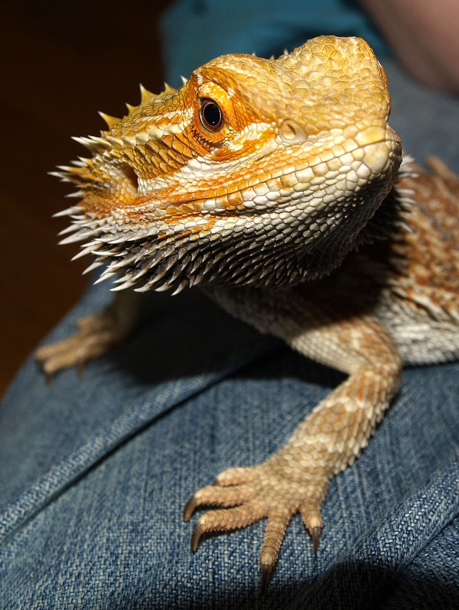 Bearded Dragon, Australia, Lizard, animals, pogona vitticeps HD wallpaper