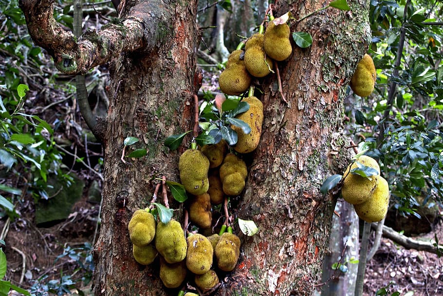 jack, fruits, tree, tropical, sweet, jackfruit, jack-fruit HD wallpaper