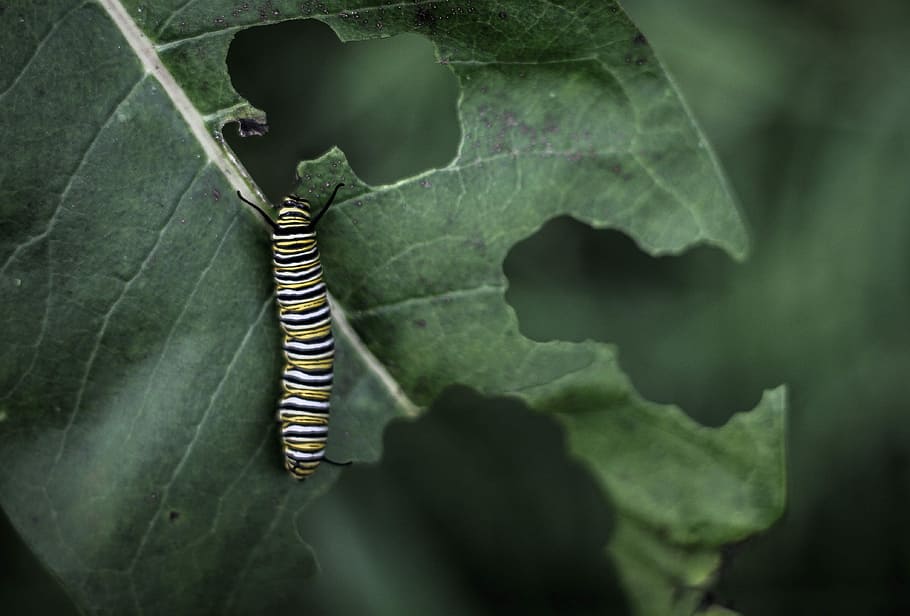 white, yellow, and black worm, monarch caterpillar on leaf, hole HD wallpaper
