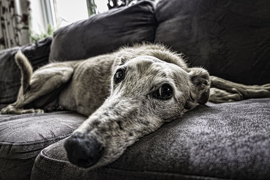 closeup photo of brindle large dog, sofa, rest, pet, home, animal HD wallpaper